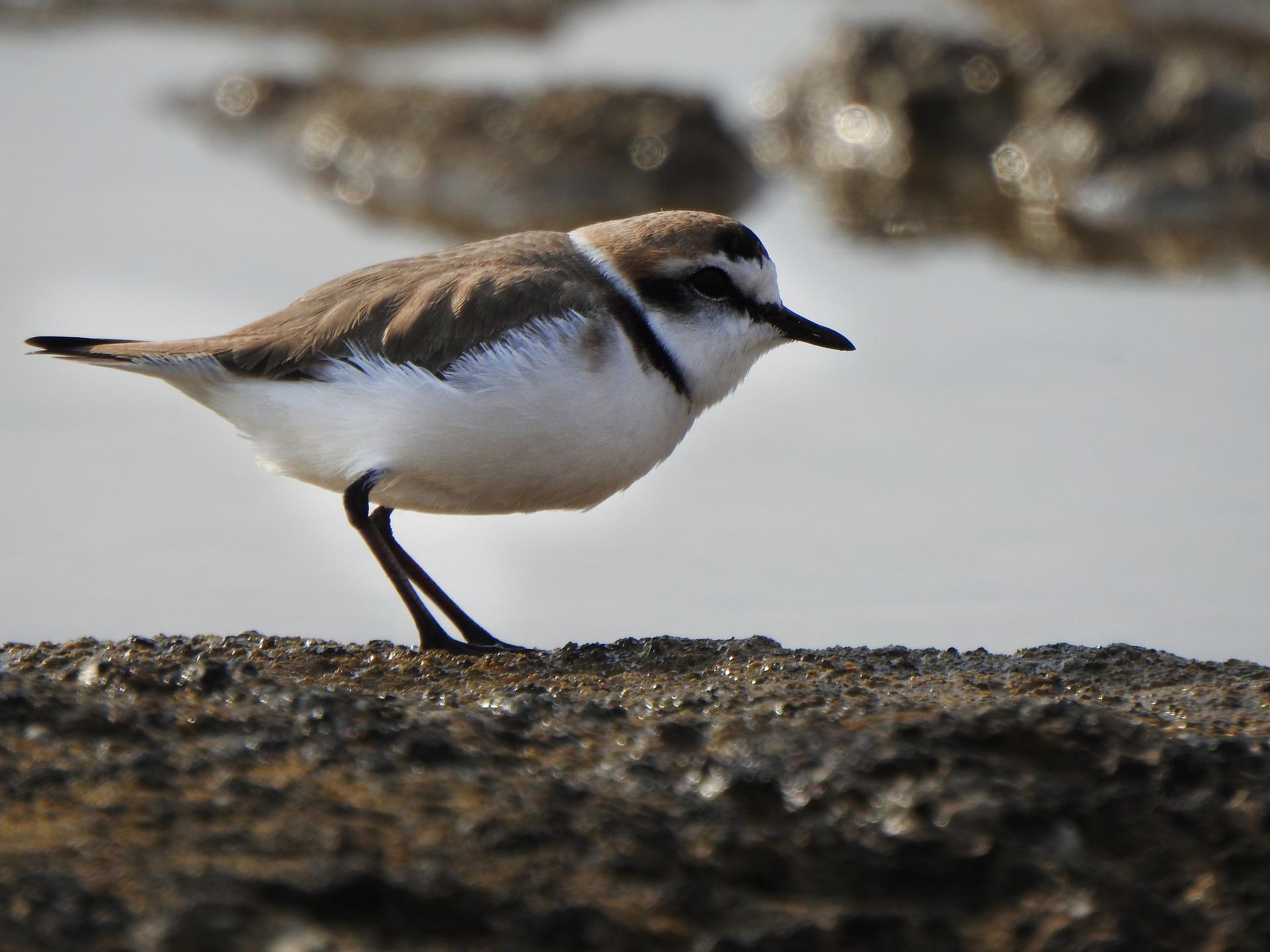 Kentish Plover